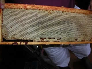 honey hive frame honey hive frame